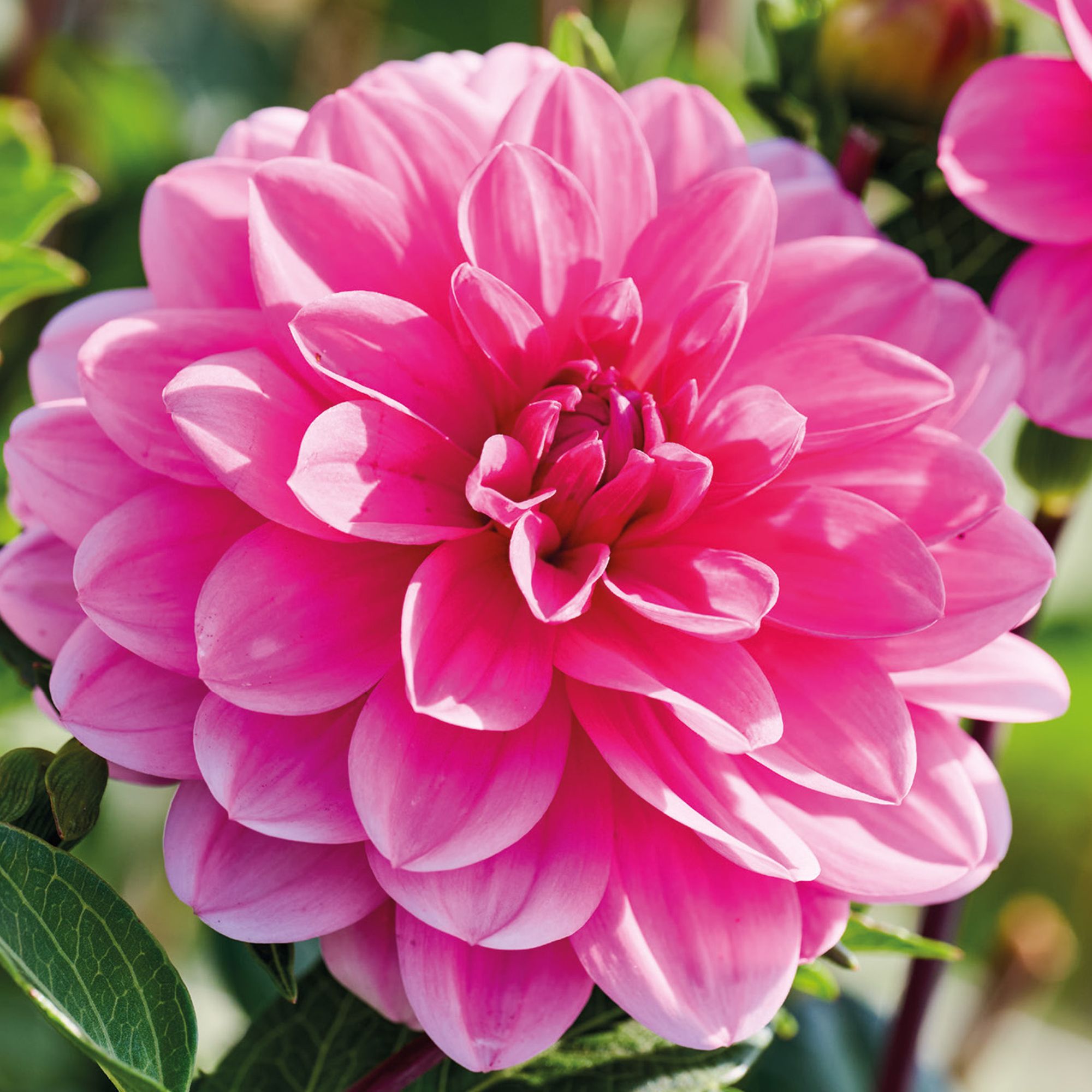 Dahlia Decorative Onesta 2 Flower bulbs
