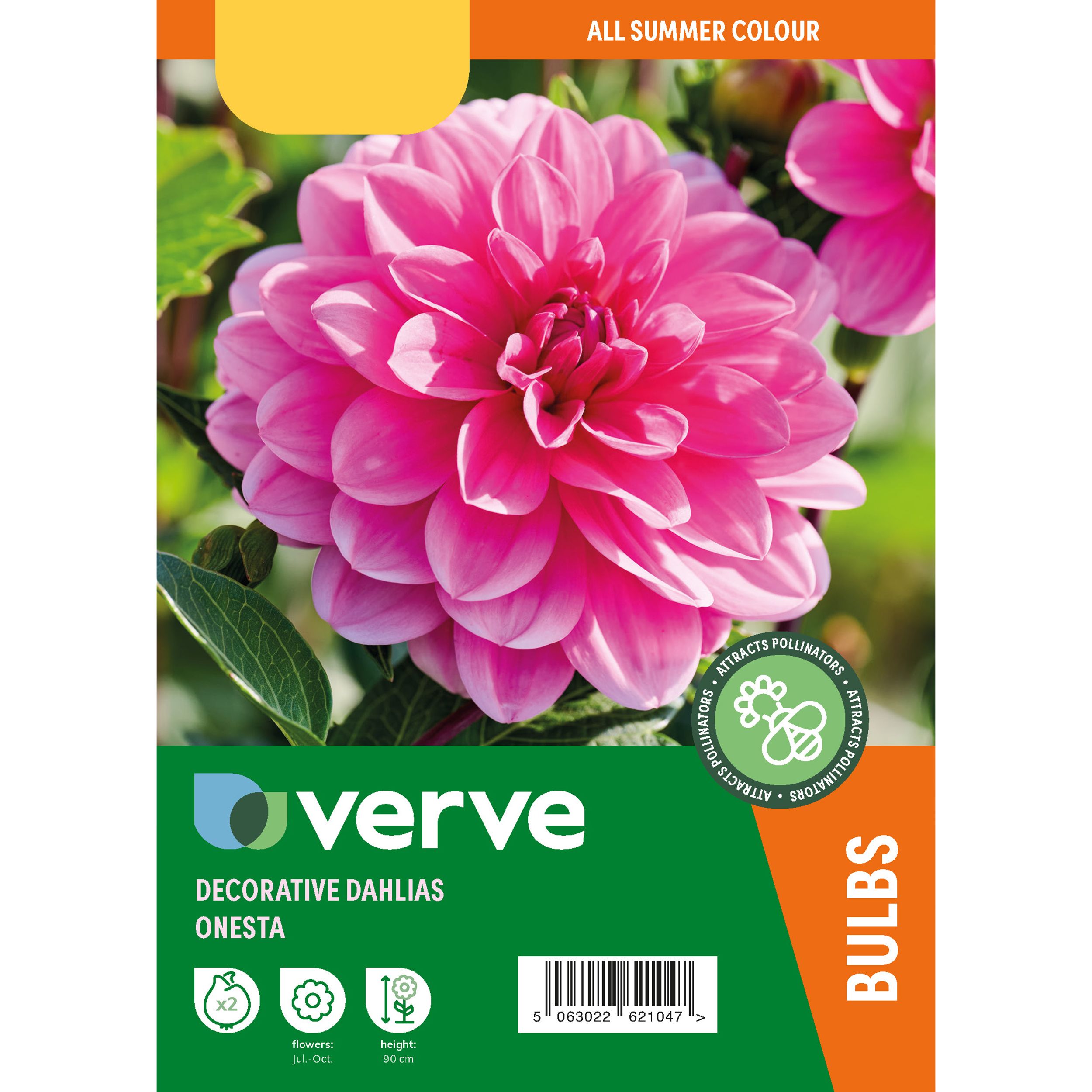Dahlia Decorative Onesta 2 Flower bulbs