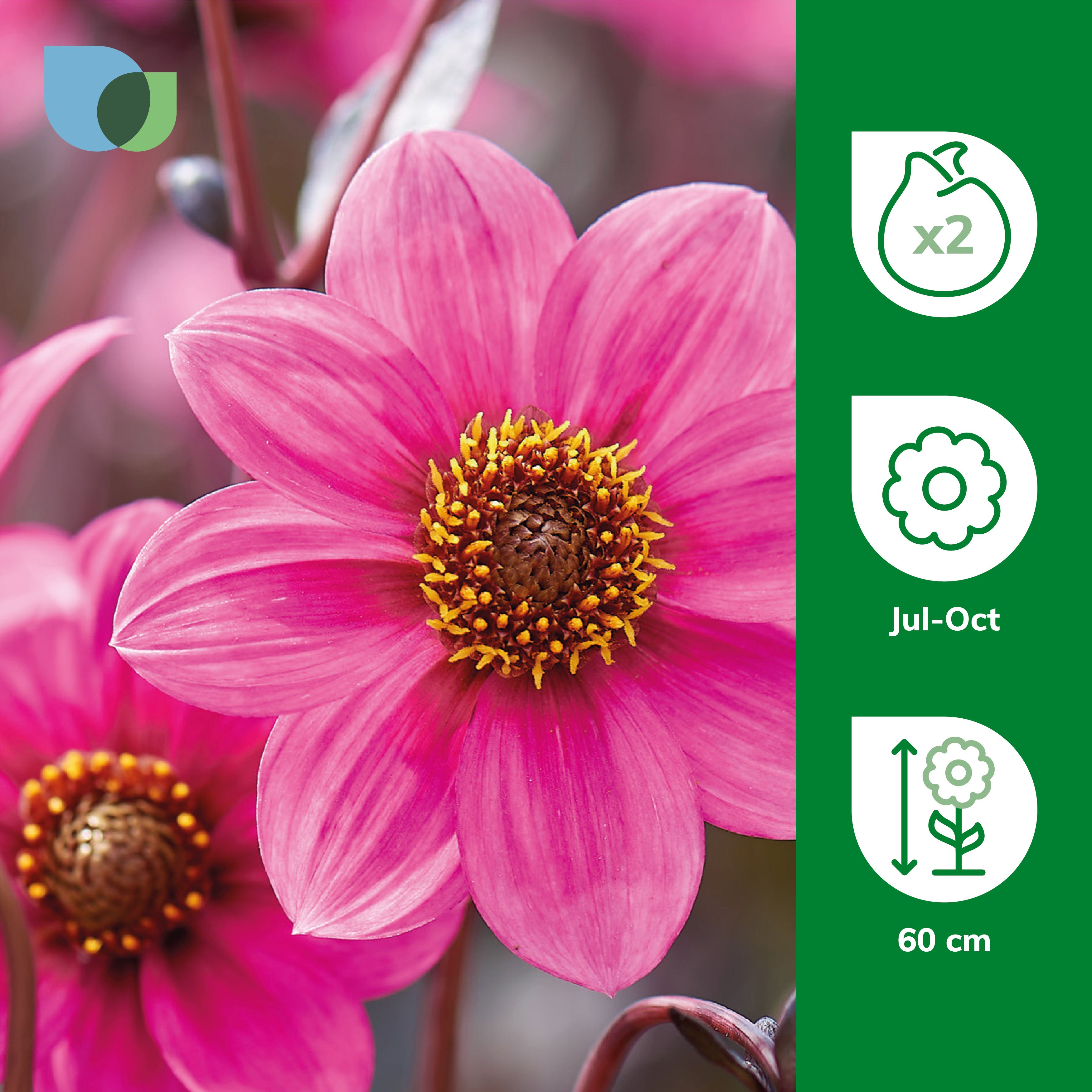 DAHLIA JULIET