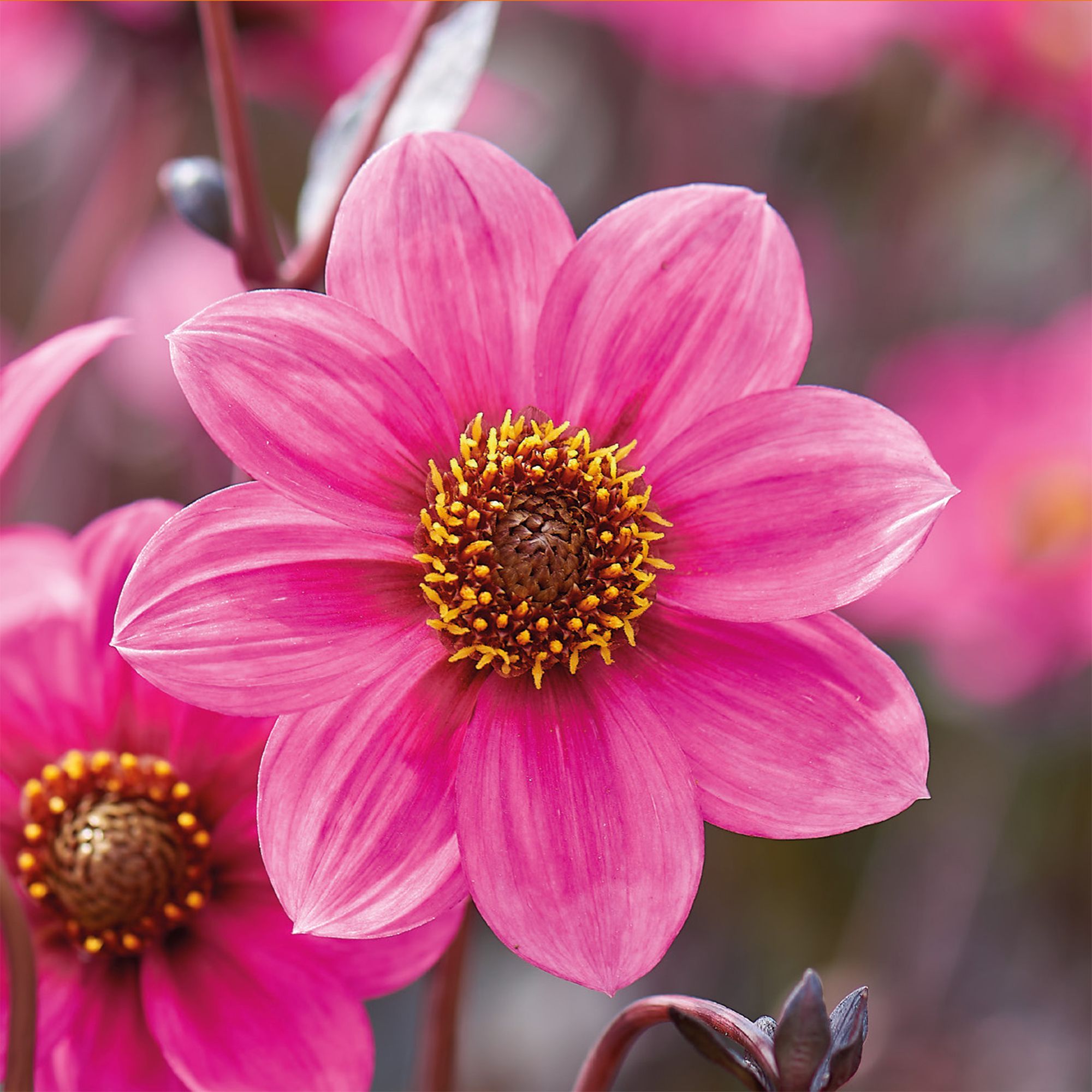 DAHLIA JULIET