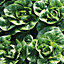 David Domoney Little Gem (Pasatiempo) Lettuce Seed