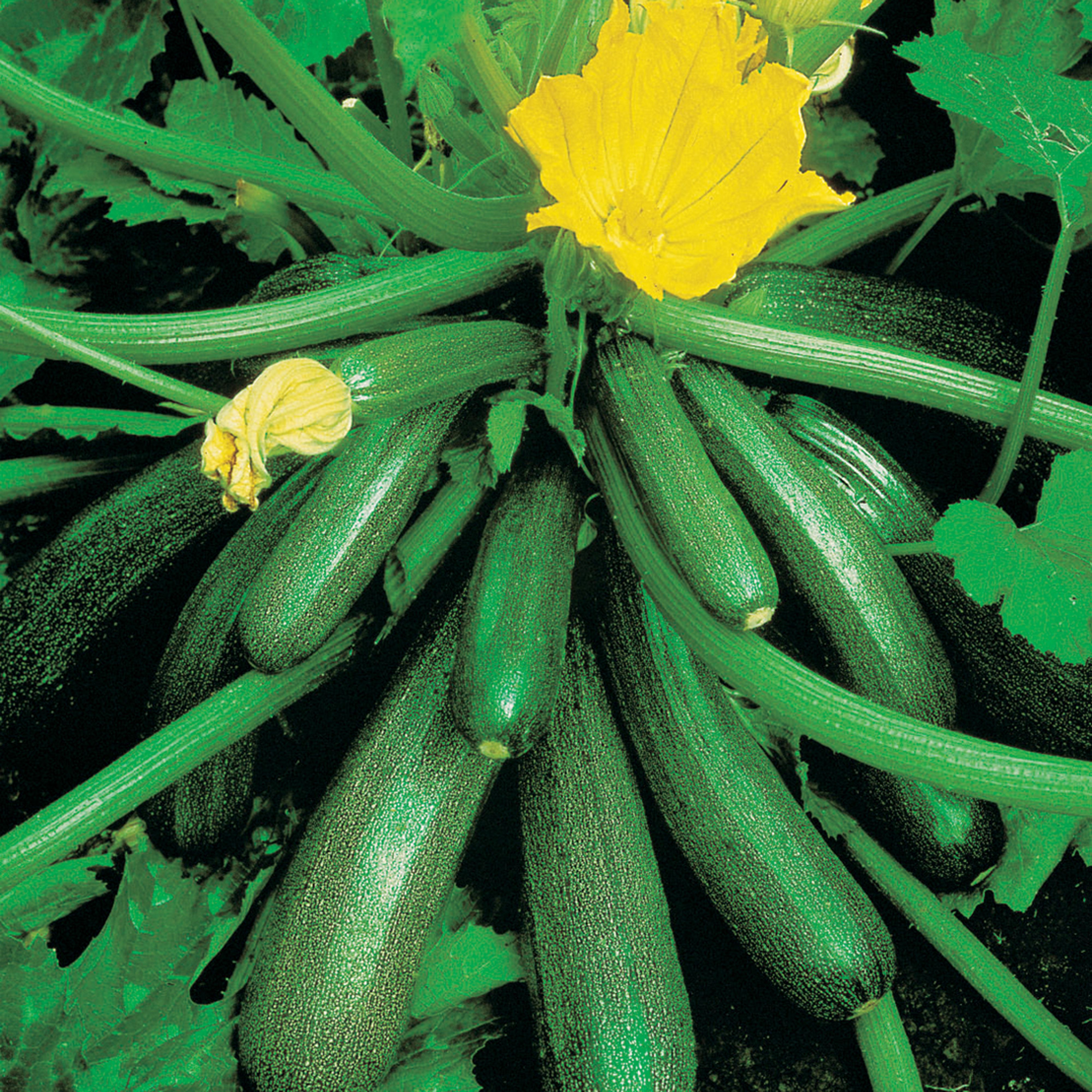 David Domoney Midnight F1 Courgette Seed
