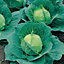 David Domoney (Savoy) Ormskirk (I) Cabbage Seed