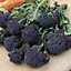 David Domoney (Sprouting) Summer Purple Broccoli Seed