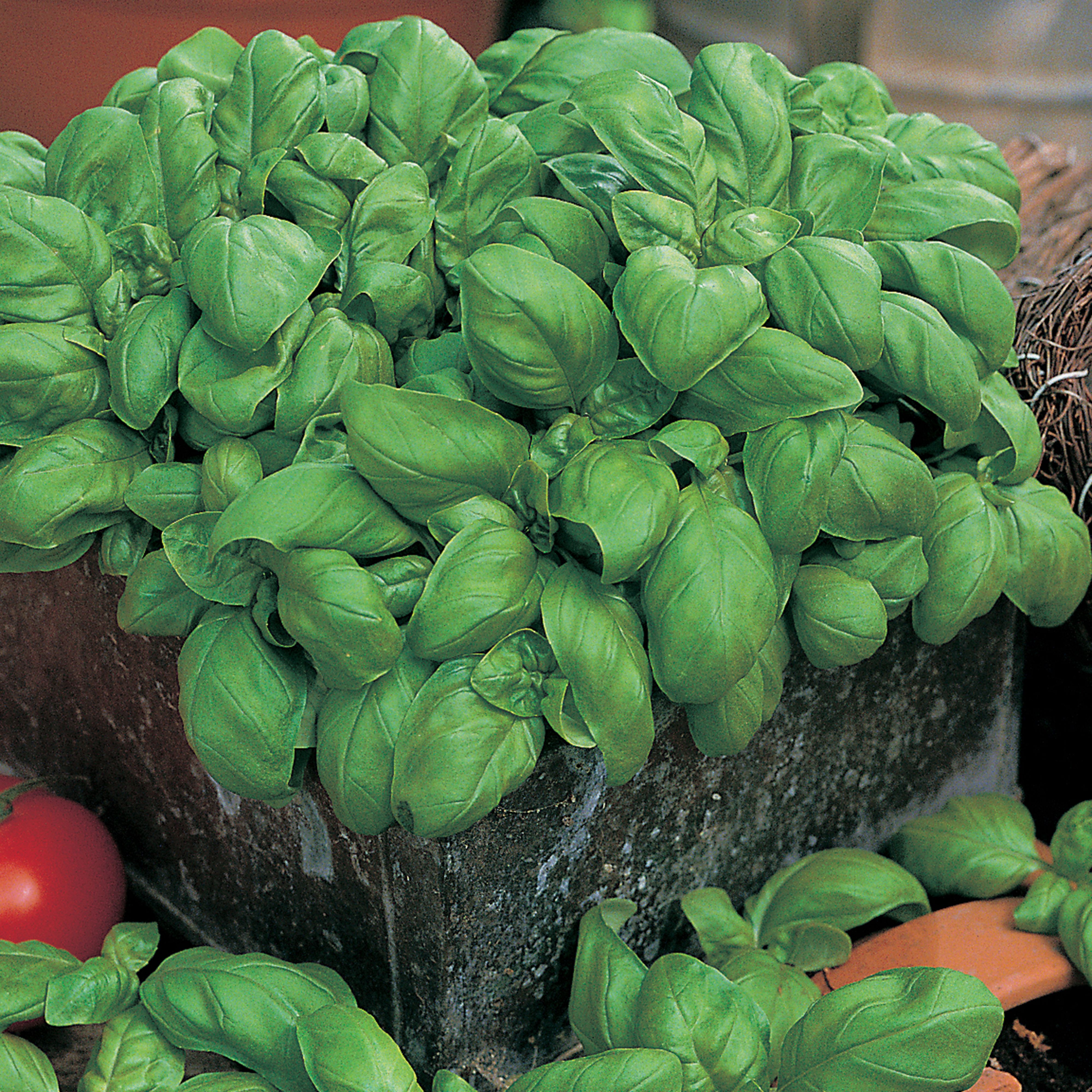 David Domoney Sweet Basil Seed