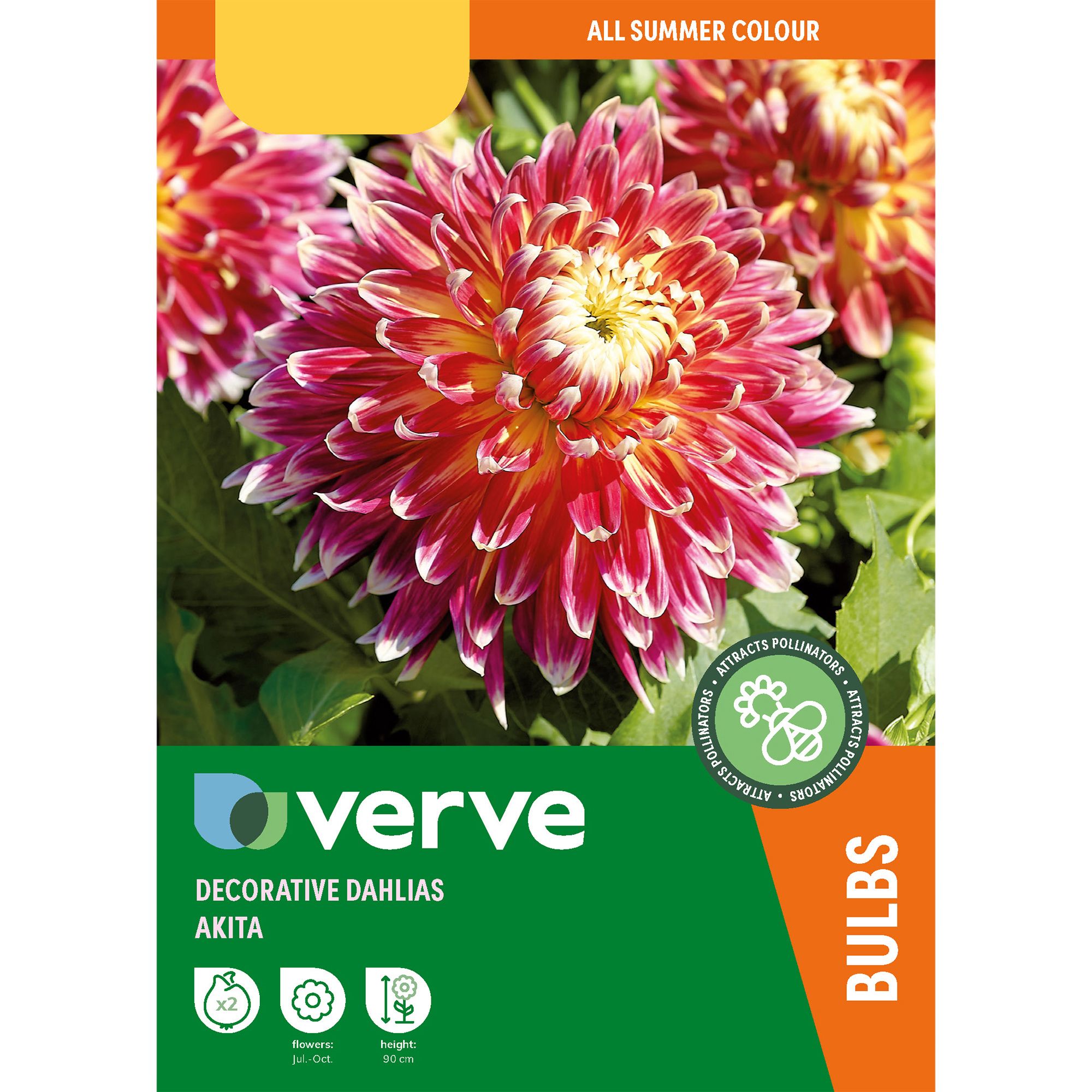 Decorative Dahlia Akita Flower bulb, Pack of 2
