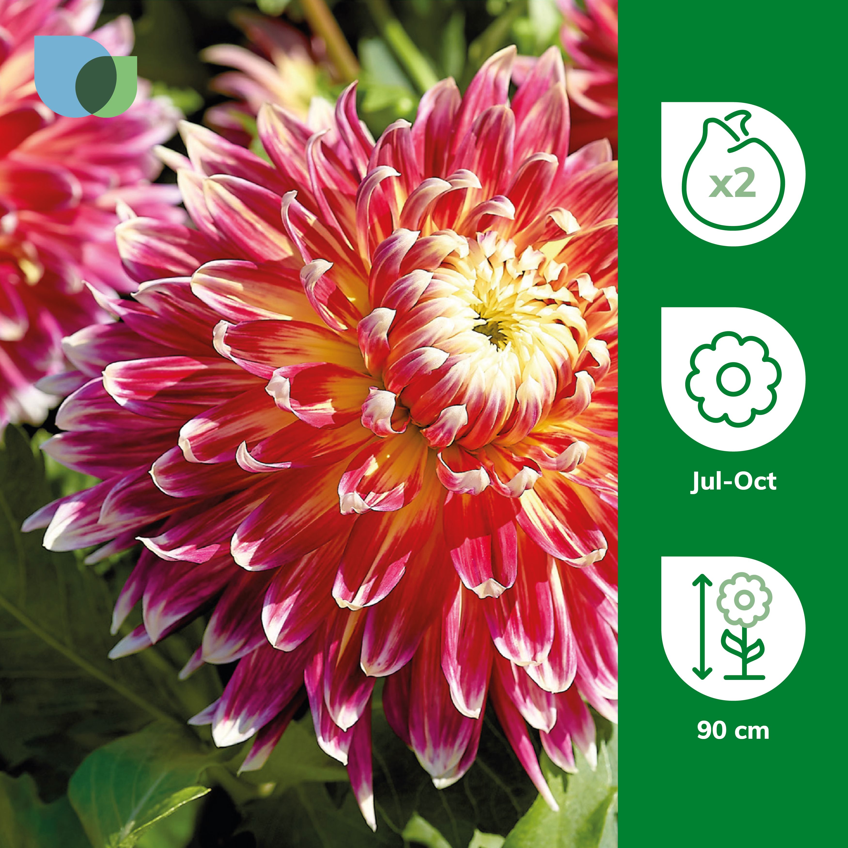 Decorative Dahlia Akita Flower bulb, Pack of 2