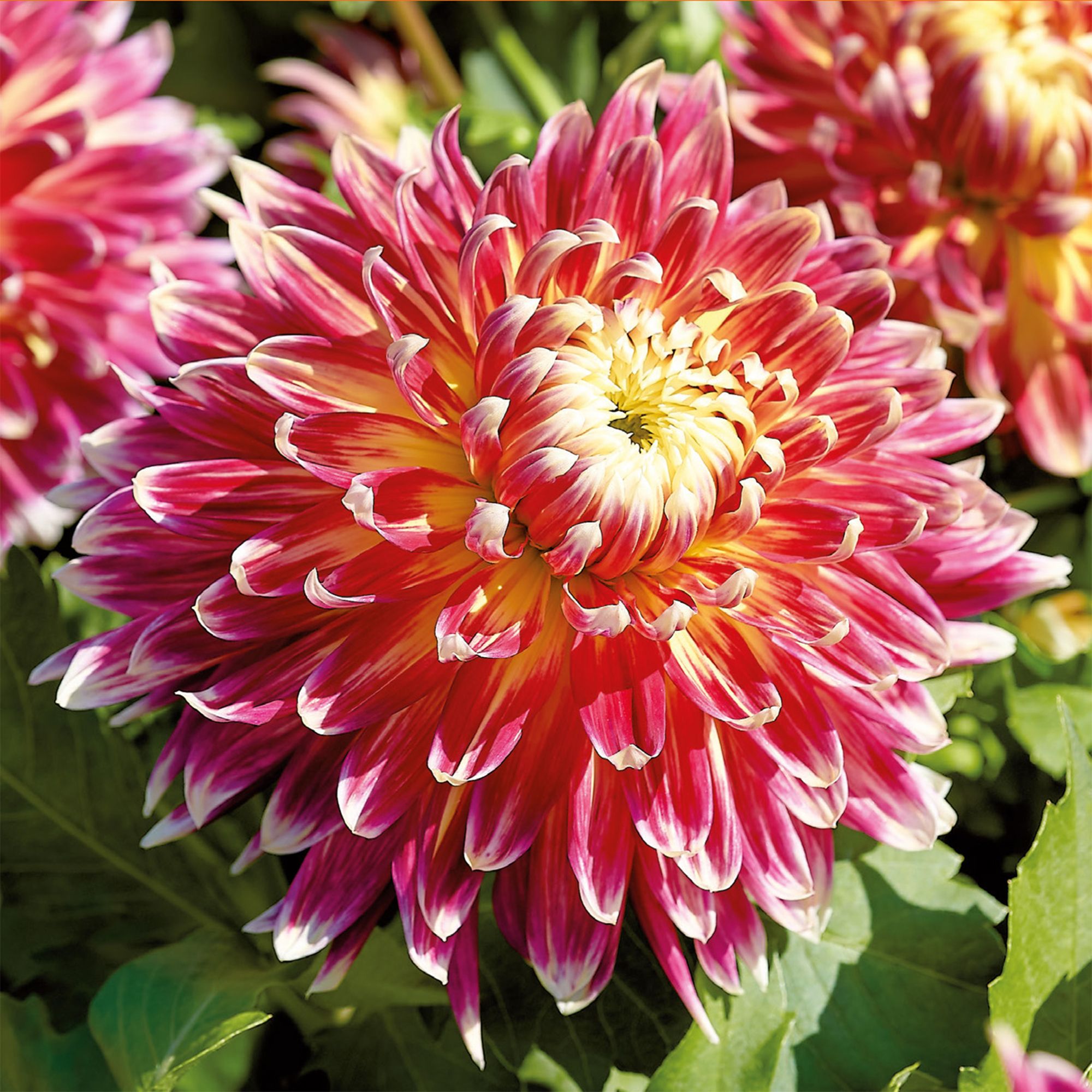 Decorative Dahlia Akita Flower bulb, Pack of 2