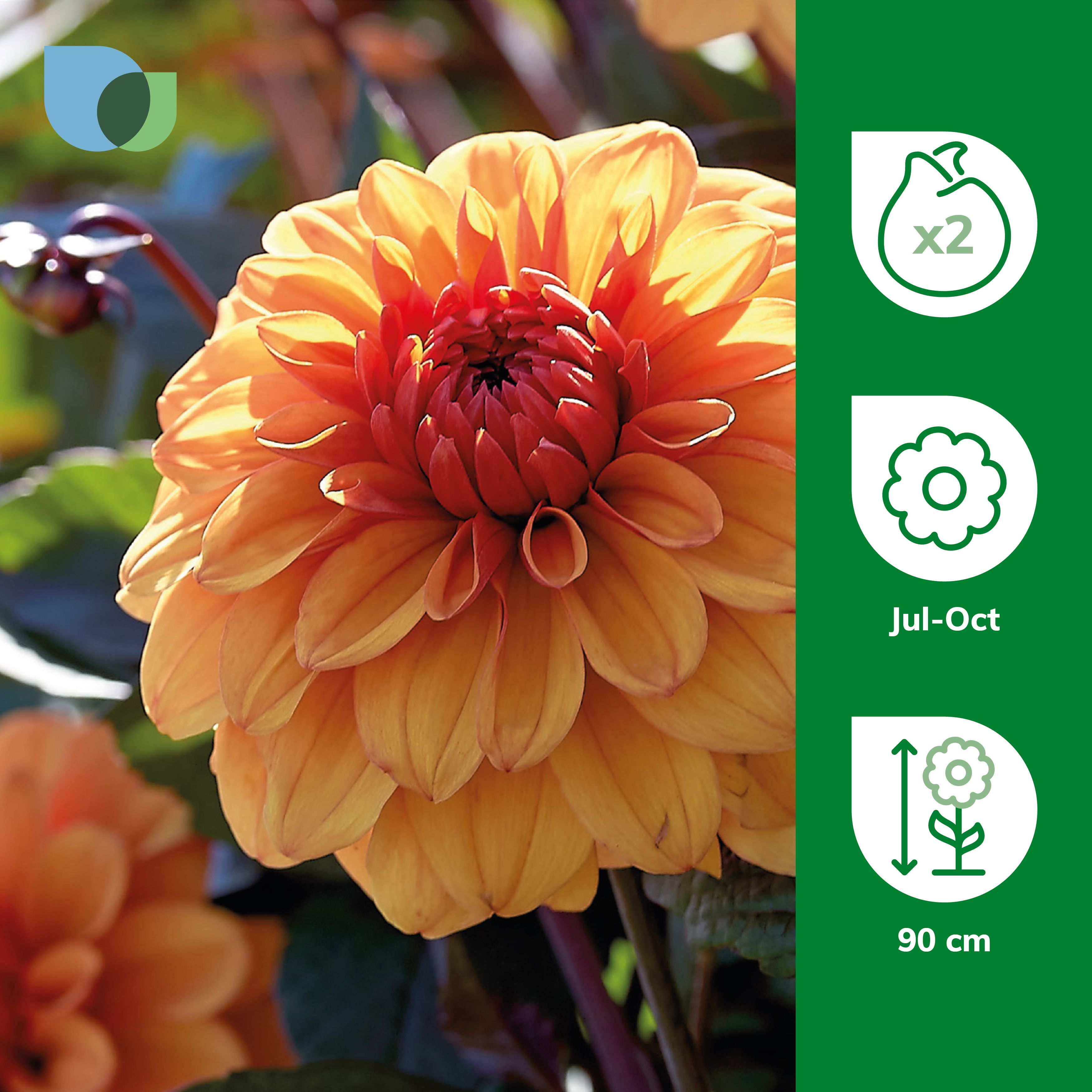 Decorative Dahlia David Howard Flower bulb, Pack of 2