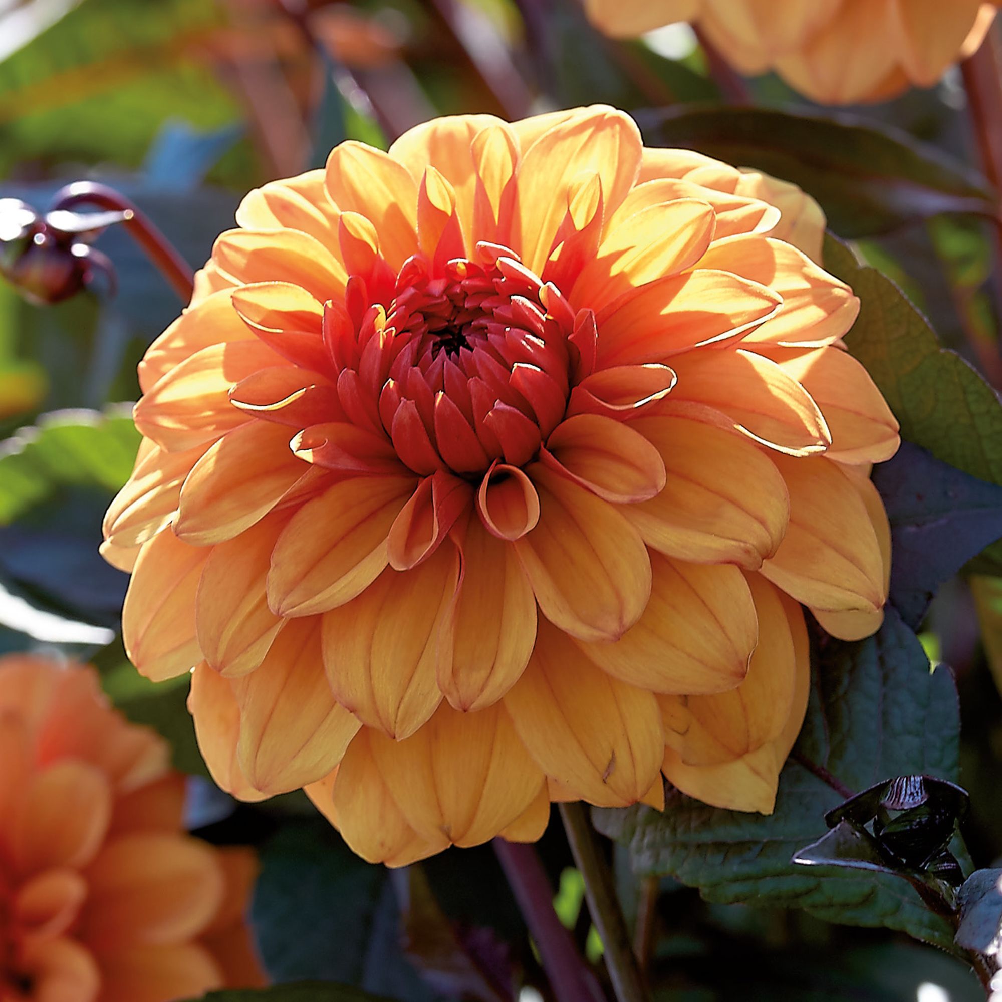 Decorative Dahlia David Howard Flower bulb, Pack of 2