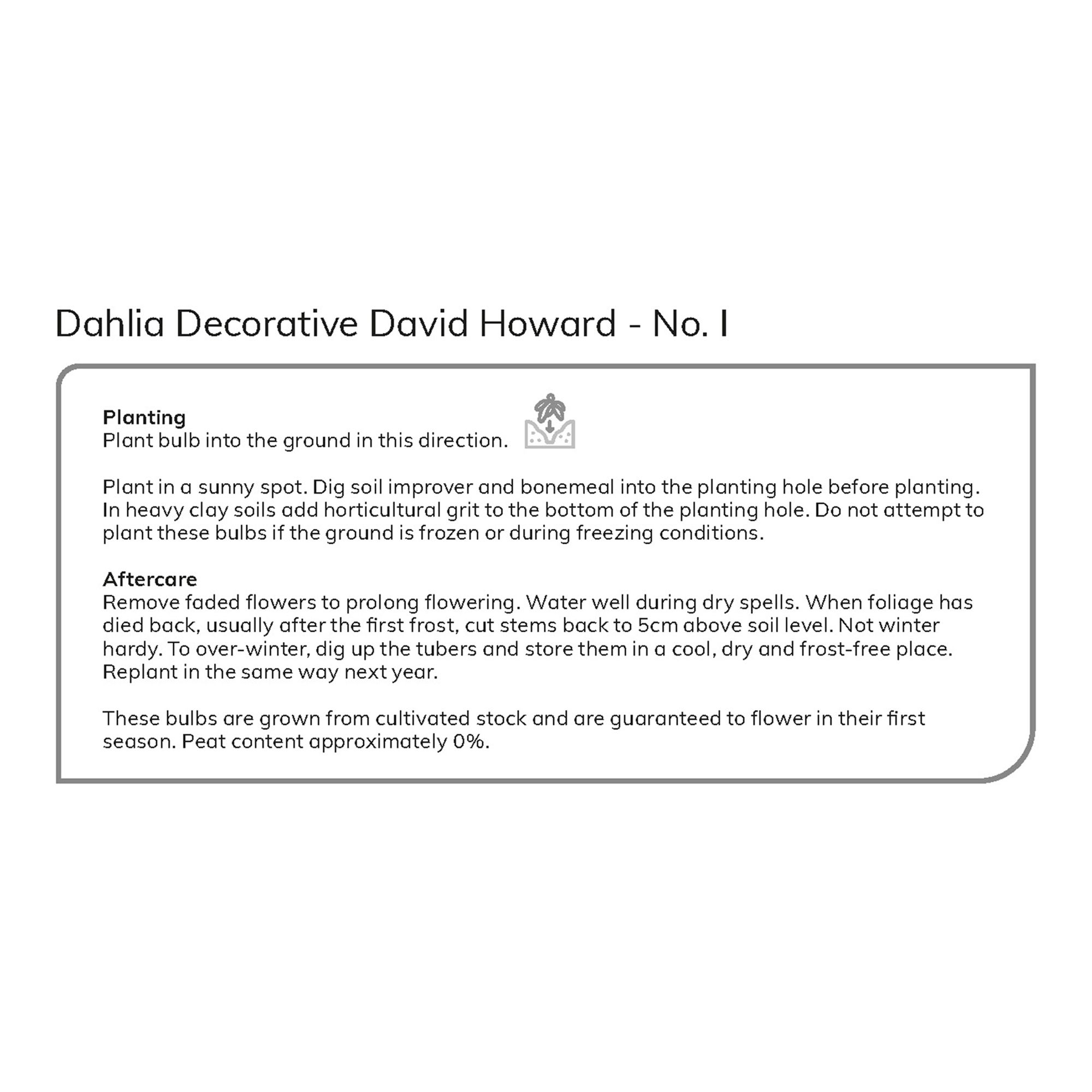 Decorative Dahlia David Howard Flower bulb, Pack of 2