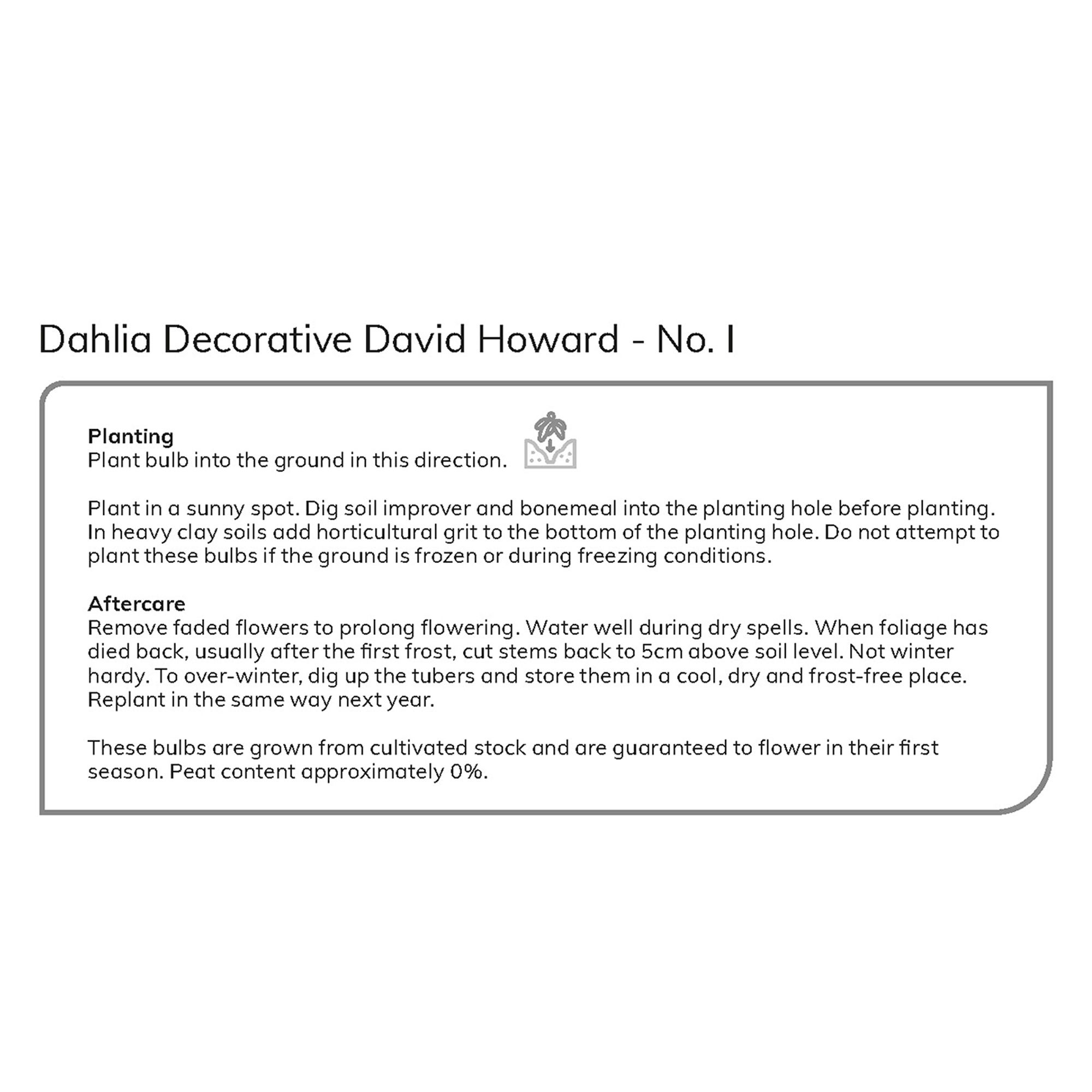 Decorative Dahlia David Howard Flower bulb, Pack of 2