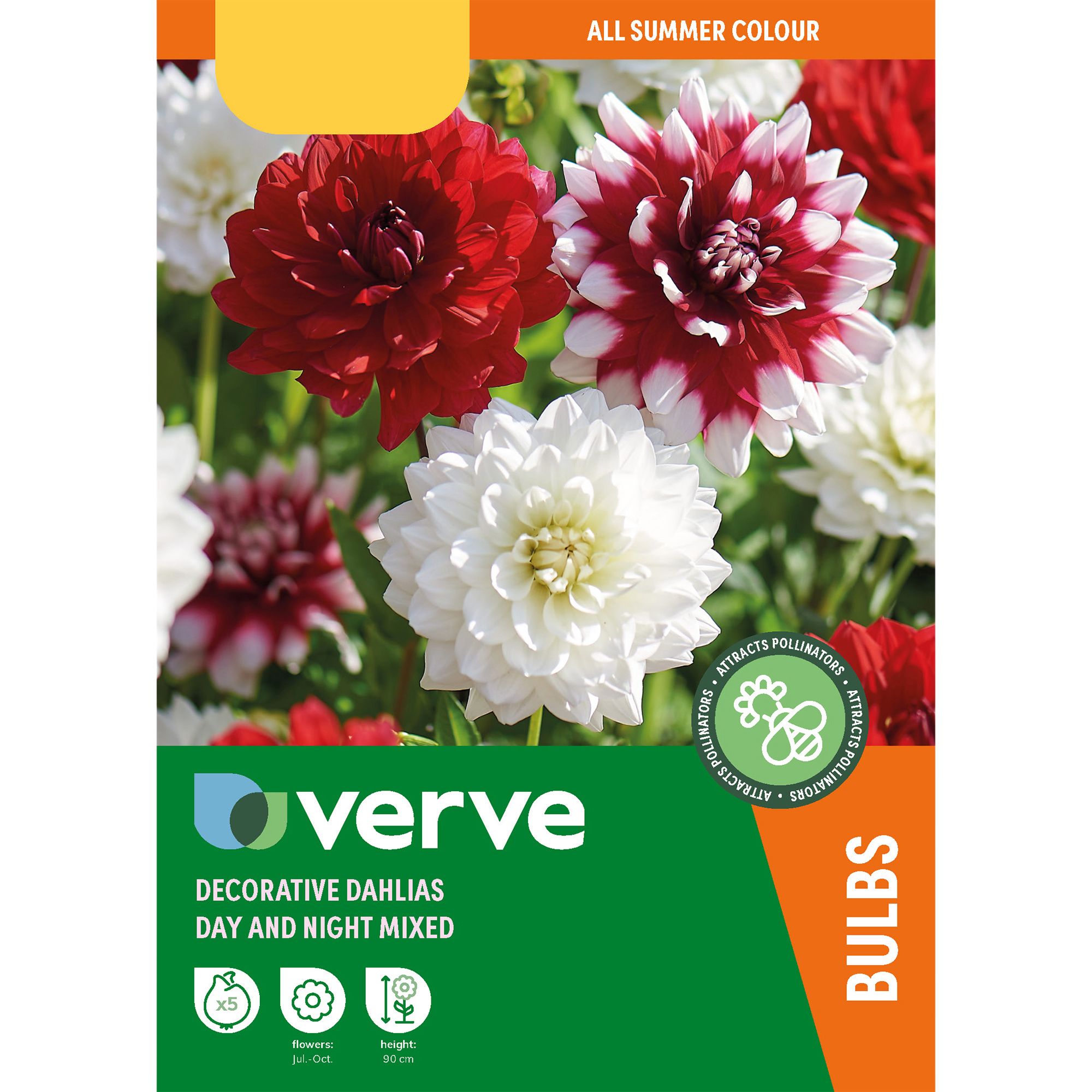 Decorative Dahlia Day & Night Mixed Flower bulb, Pack of 5