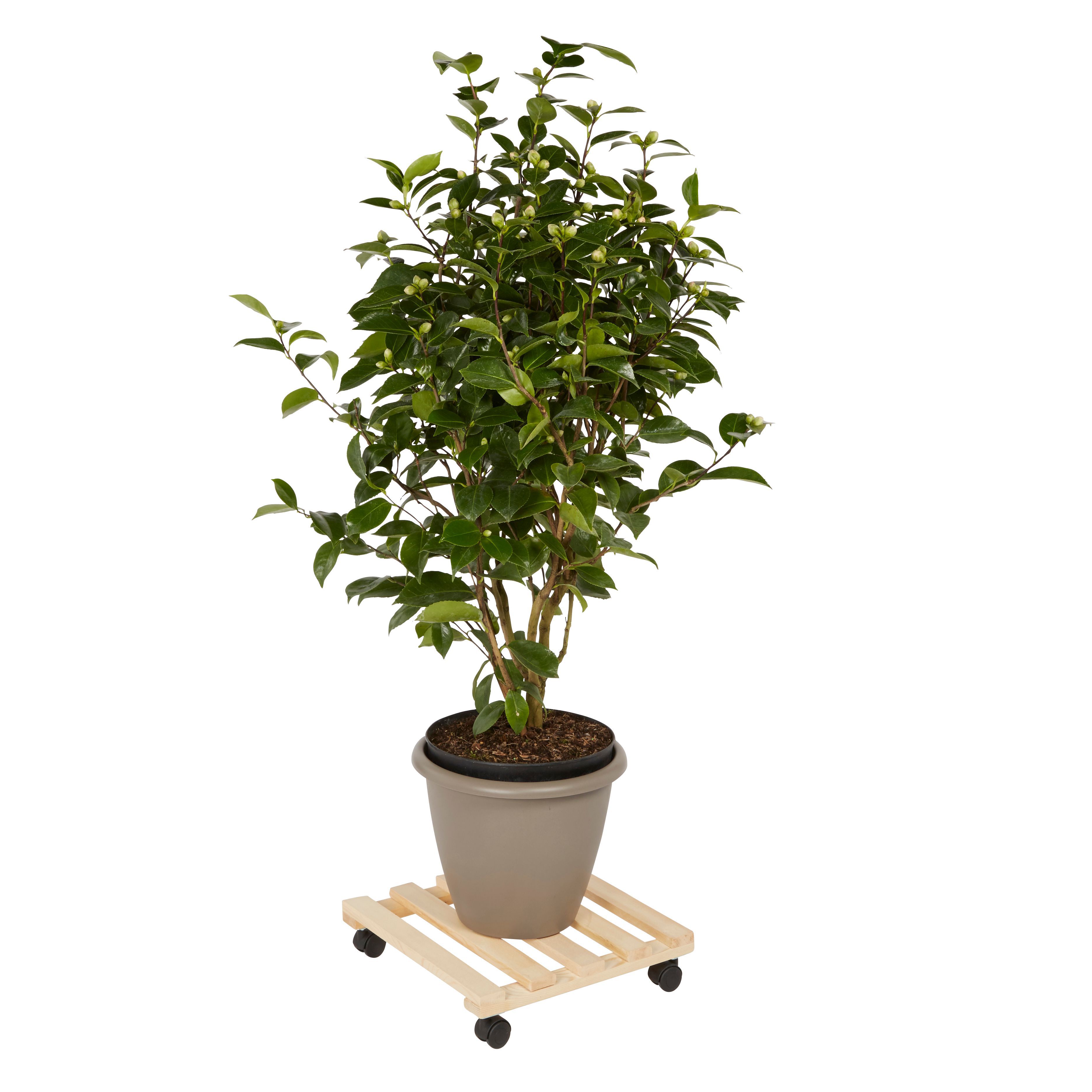 Diall Roller stand