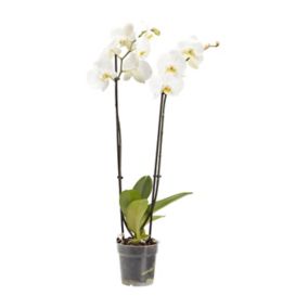 Double stem moth Orchid in 12cm Clear Plastic Grow pot
