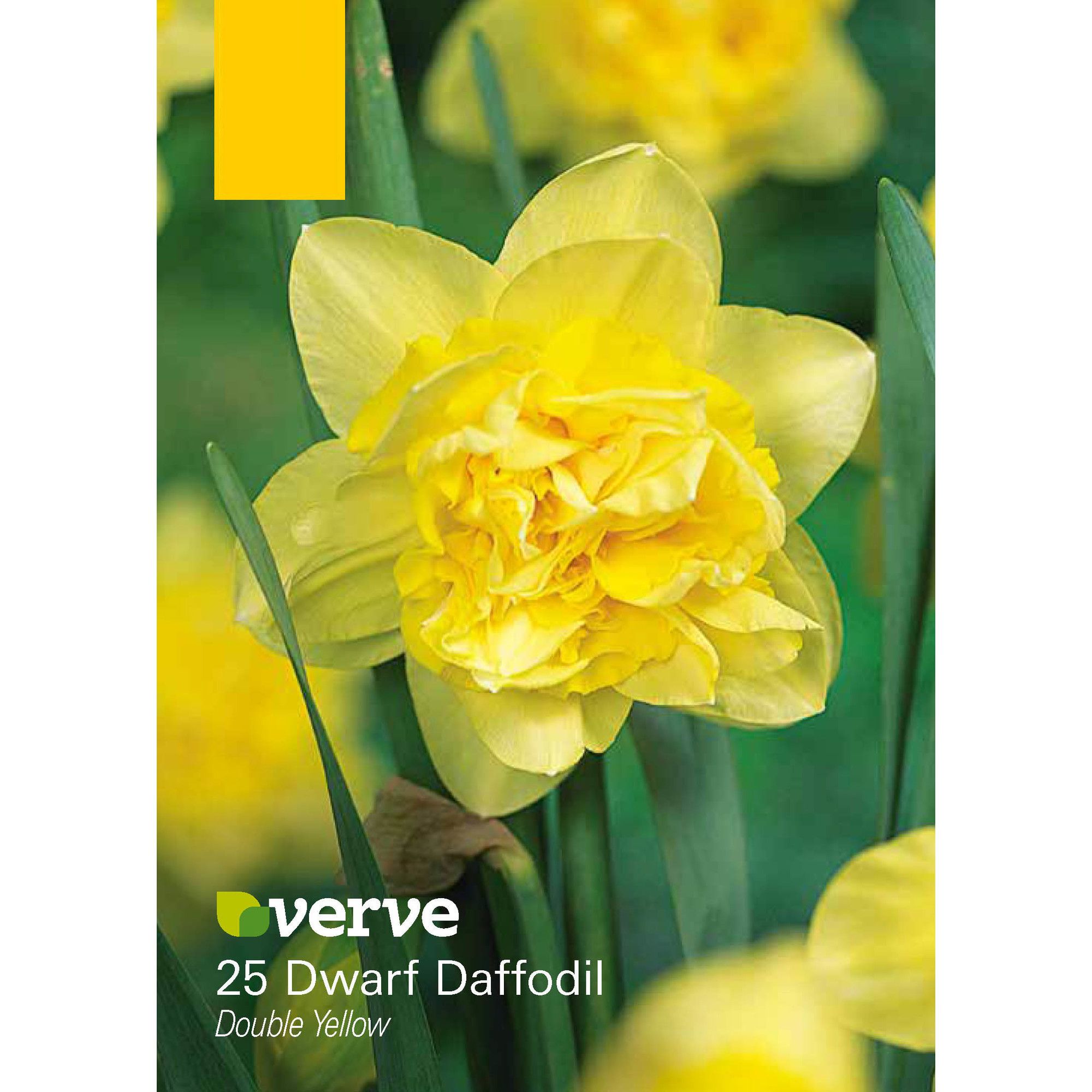 Double Yellow Dwarf Daffodil Flower bulb Tradepoint