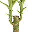 Dragon tree in 11cm Terracotta Plastic Grow pot