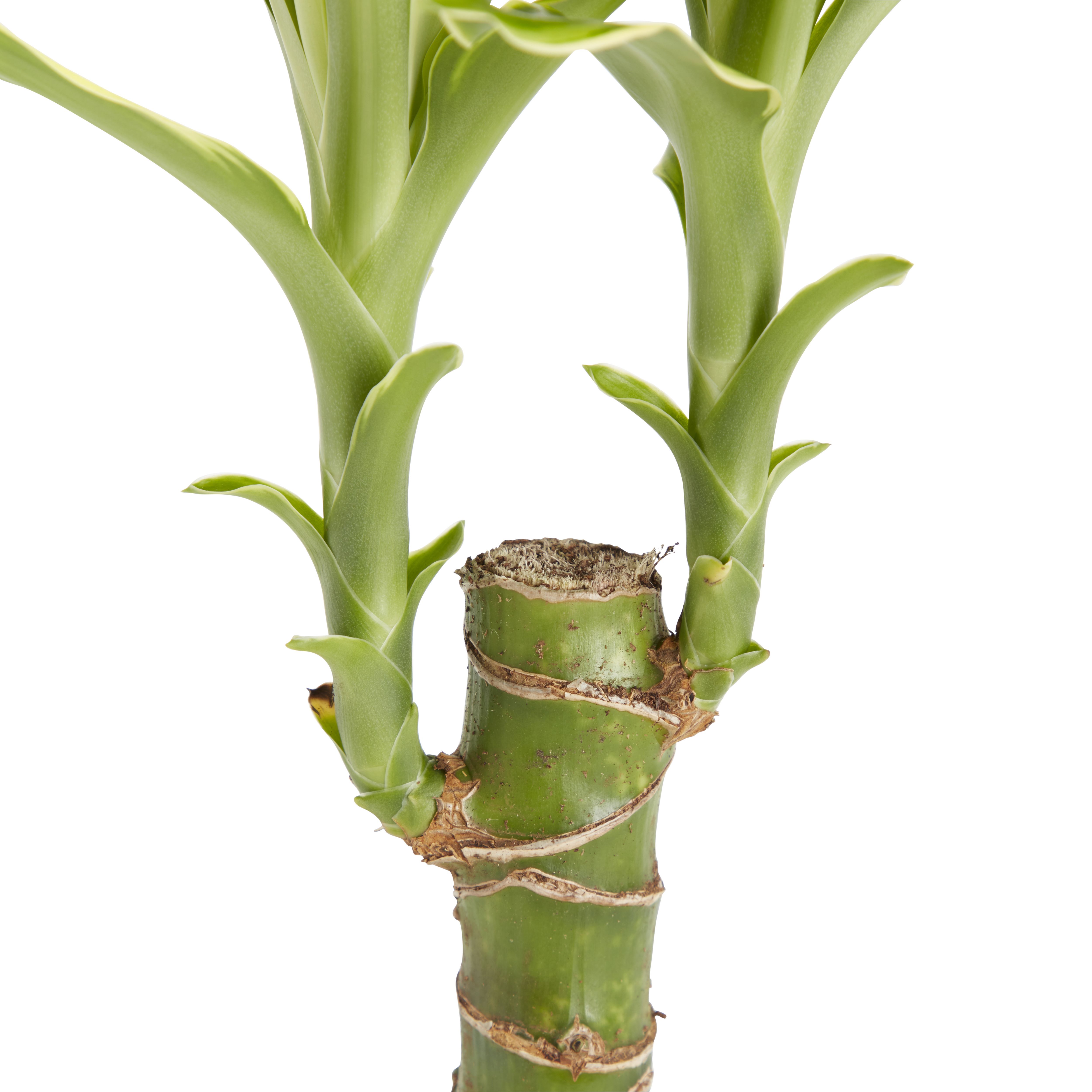 Dragon tree in 11cm Terracotta Plastic Grow pot