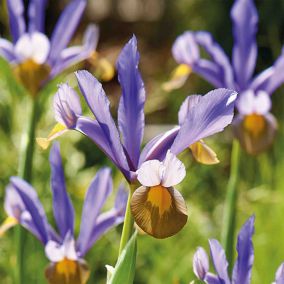 Dutch iris frans hal Flower bulb, Pack of 15