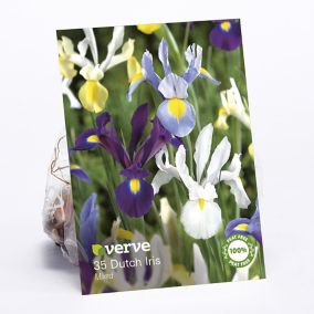 Dutch Iris Mixed Flower bulb, Pack of 35