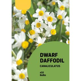 Dwarf Daffodil Canaliculatus Flower bulb, Pack of 10