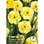 Dwarf Daffodil Sun Disc Flower bulb, Pack of 10