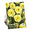 Dwarf Daffodil Sun Disc Flower bulb, Pack of 10