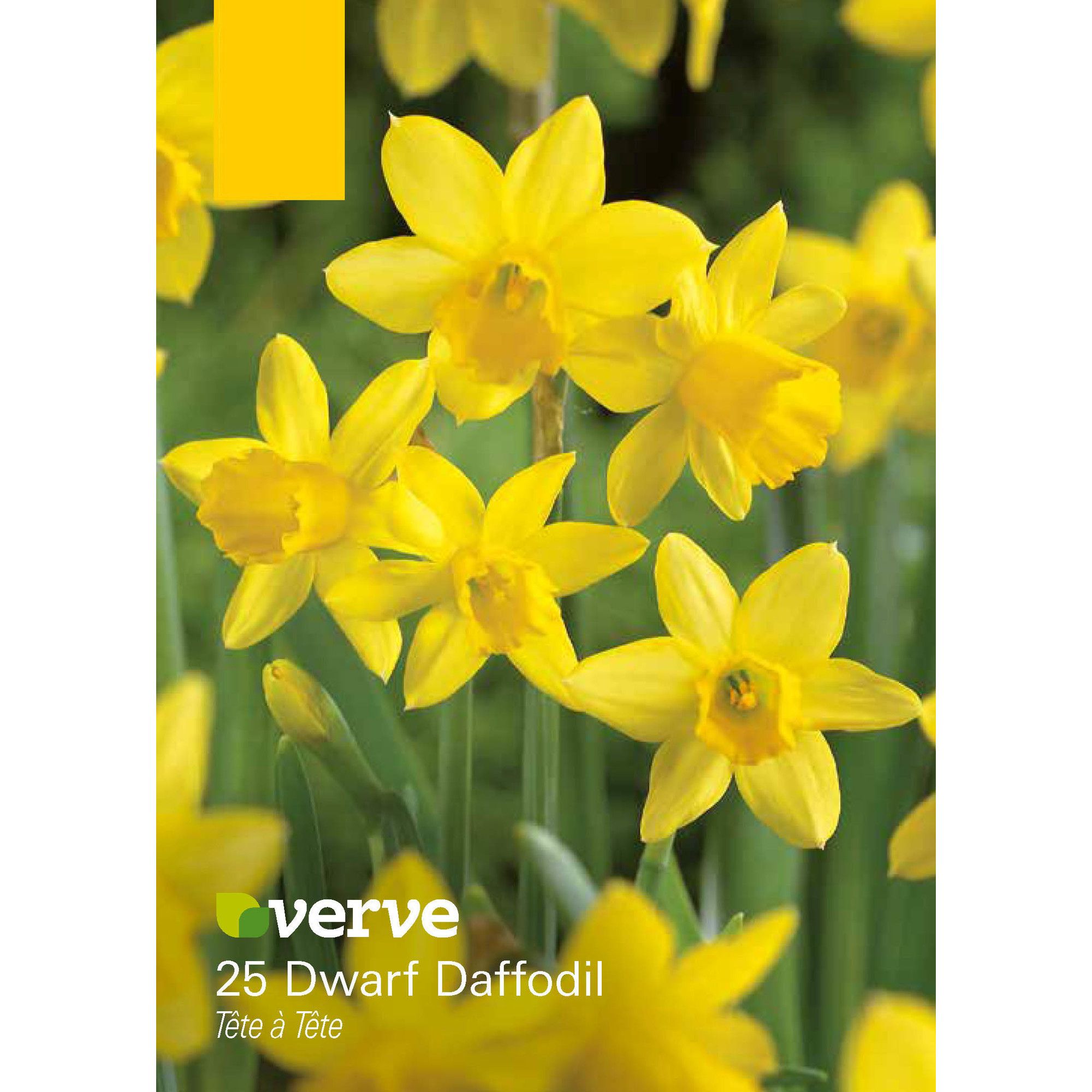 Dwarf Daffodil Têteàtête Flower bulb, Pack of 25 Tradepoint