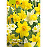 Dwarf Daffodil Tête-à-tête Flower bulb, Pack of 50