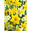 Dwarf Daffodil Tête-à-tête Flower bulb, Pack of 50