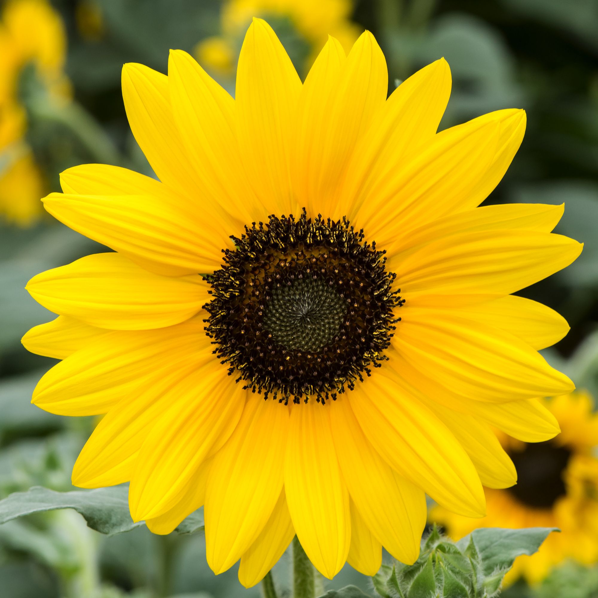 Dwarf sunspot Sunflower Seed