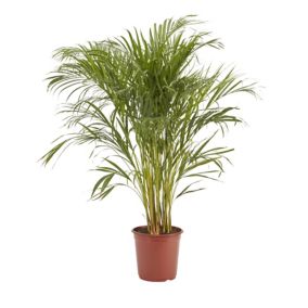 Dypsis lutescens Butterfly palm/areca palm in 19cm Terracotta Plastic Grow pot