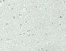 Earthstone Slate Pale slate effect Acrylic Hob splashback, (H)610mm (T)6mm