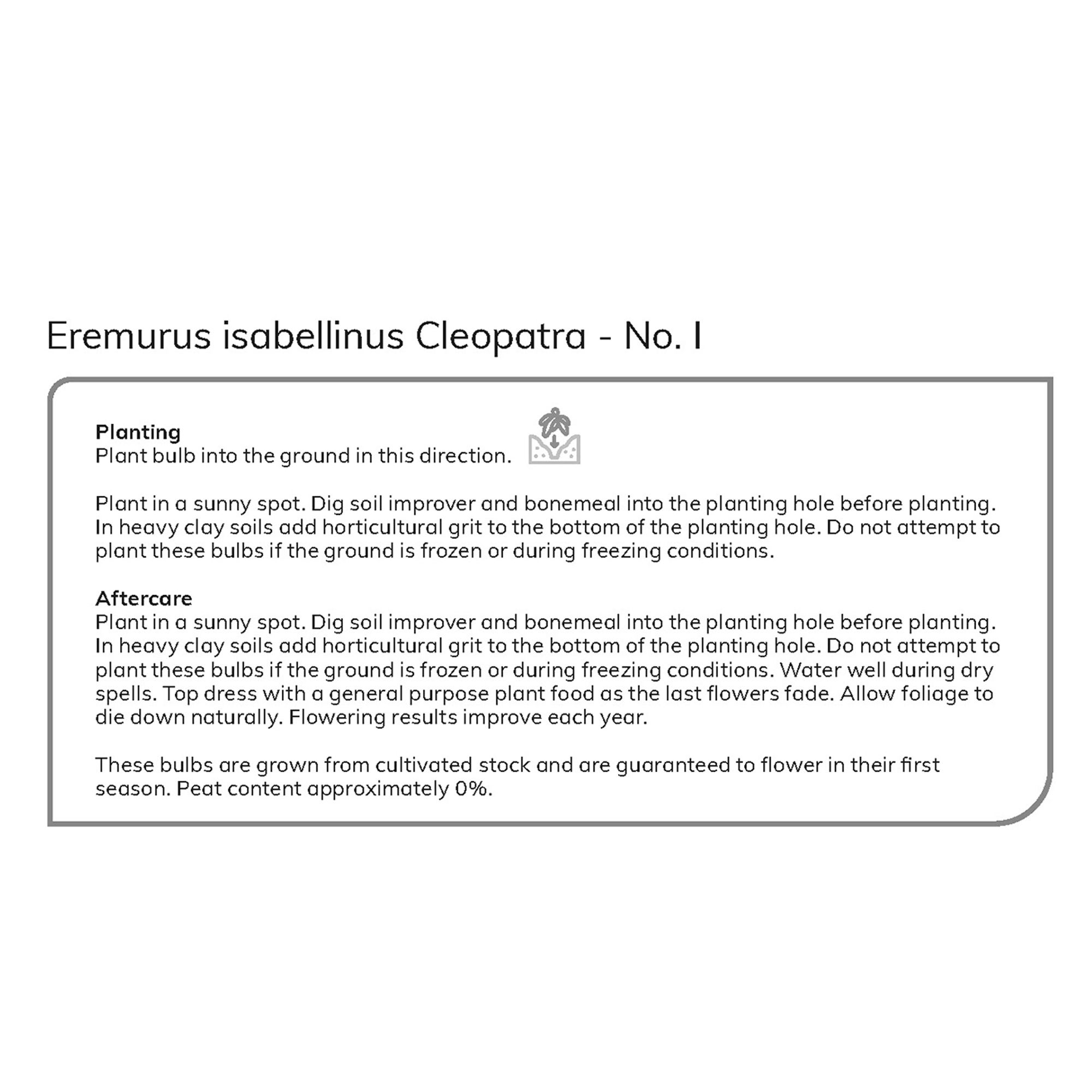 EREMURUS CLEOPATRA