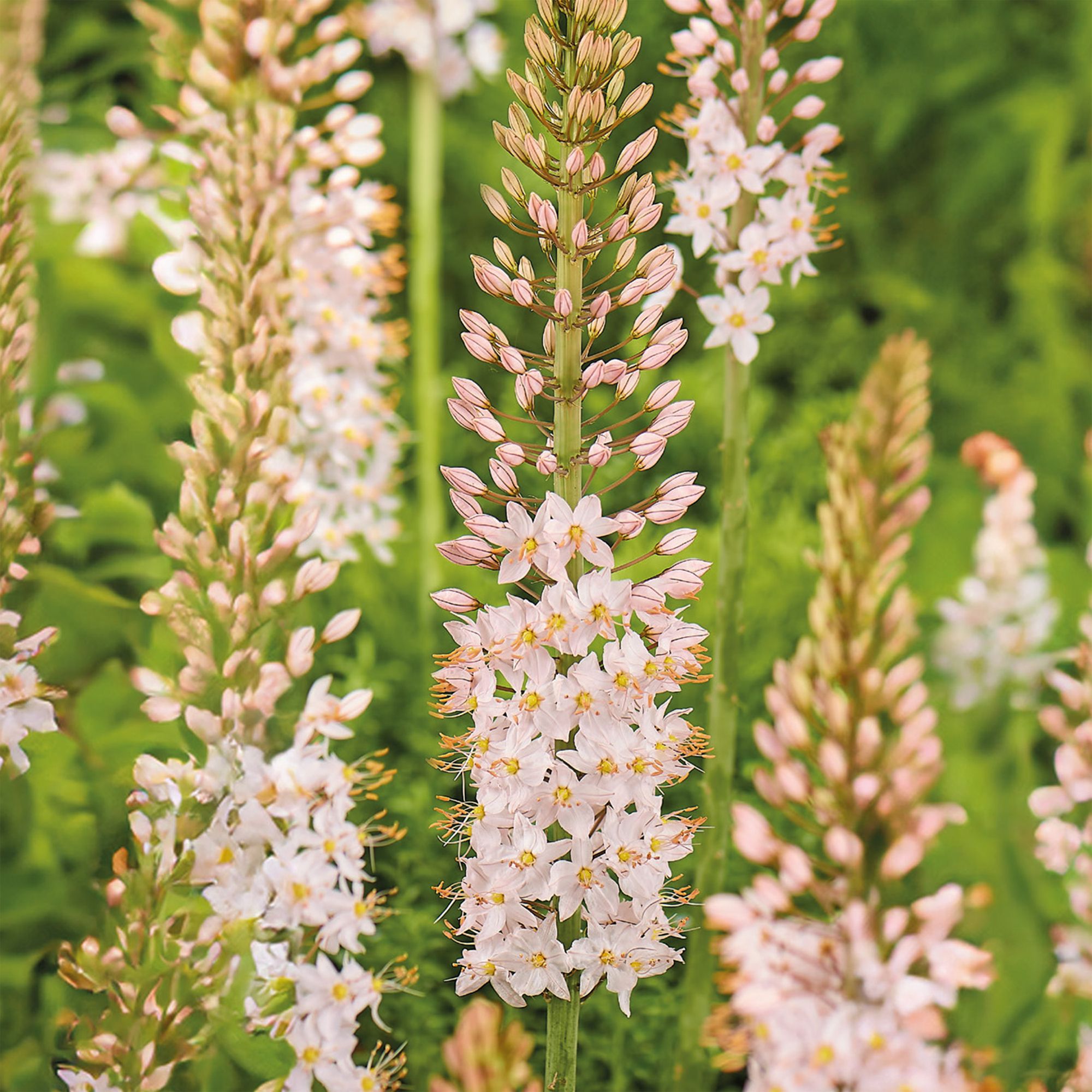 Eremurus Flower bulb