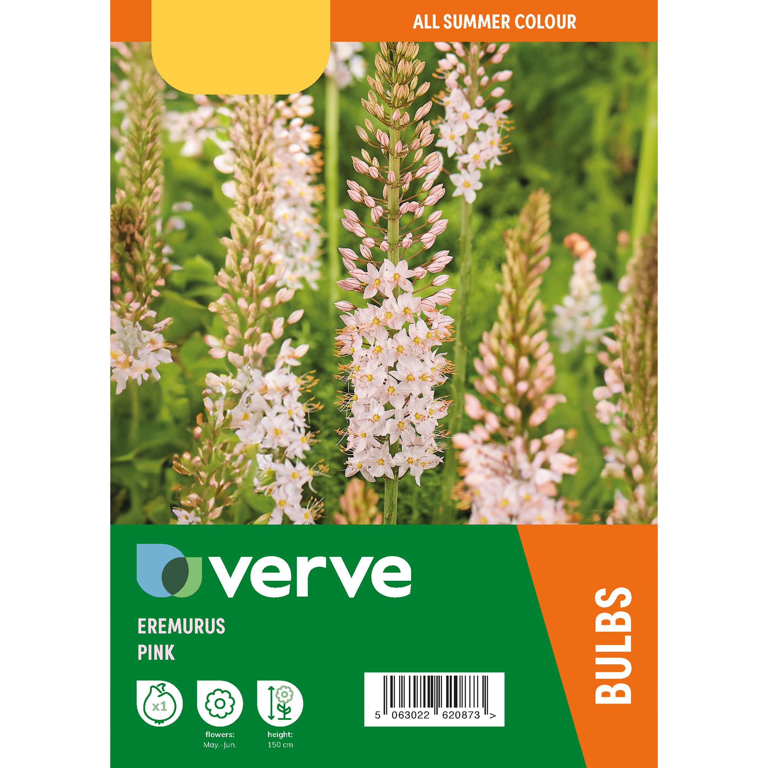 Eremurus Flower bulb