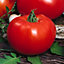 Faworyt tomato Seed