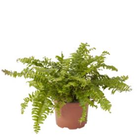 Fern in 12cm Terracotta Plastic Grow pot