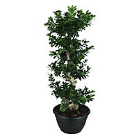 Ficus in 35cm Plastic Pot