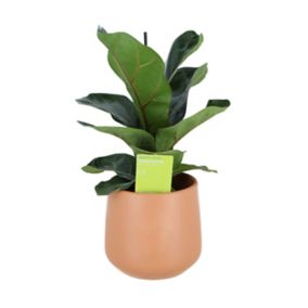 Fig Terracotta Ceramic Decorative pot
