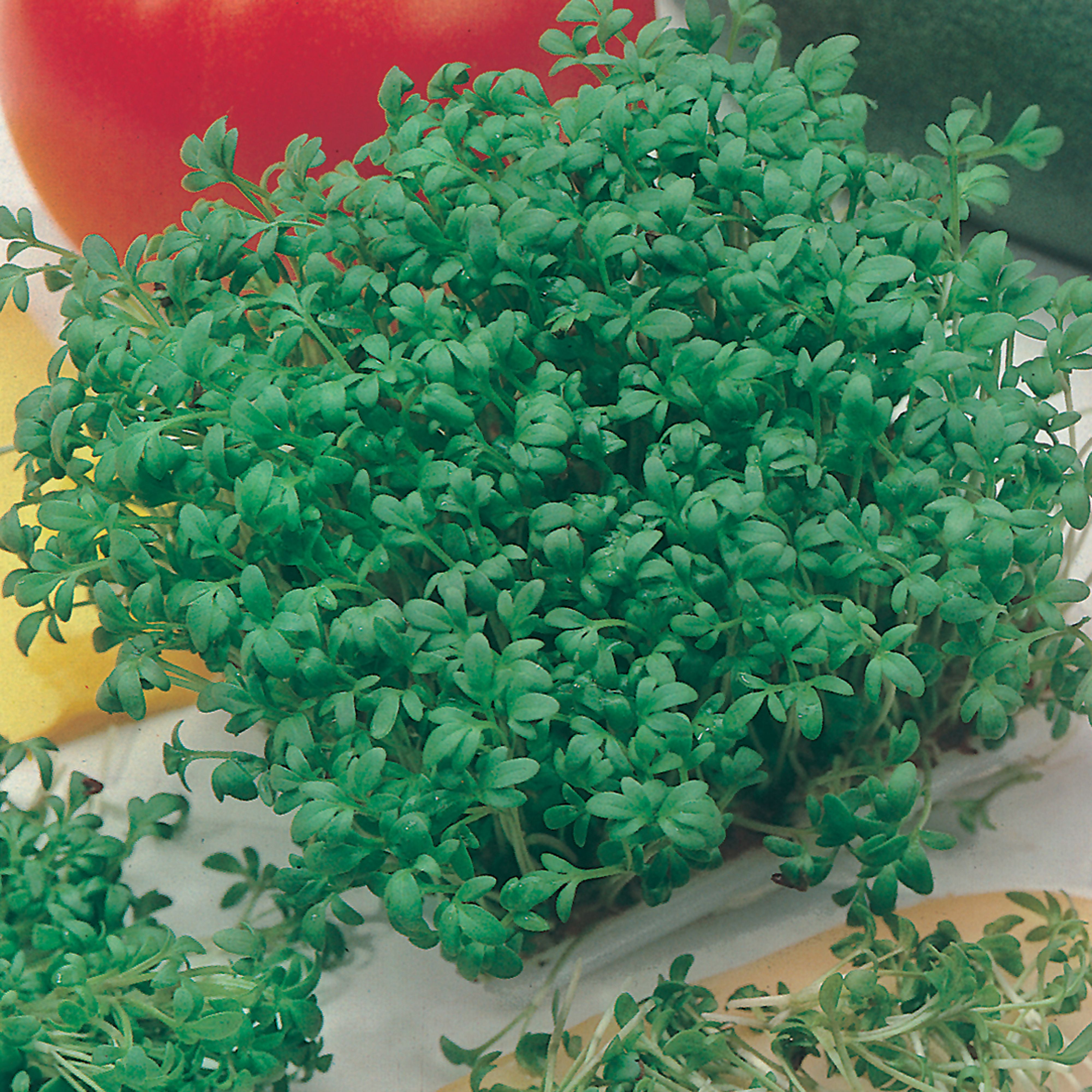Fine Curled Cress Seed