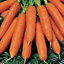 Flyaway F1 Carrot Seed