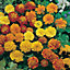 French Dwarf Double Mixed Marigold Seed