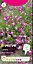 Fuchsia Lobelia Seed