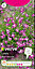 Fuchsia Lobelia Seed