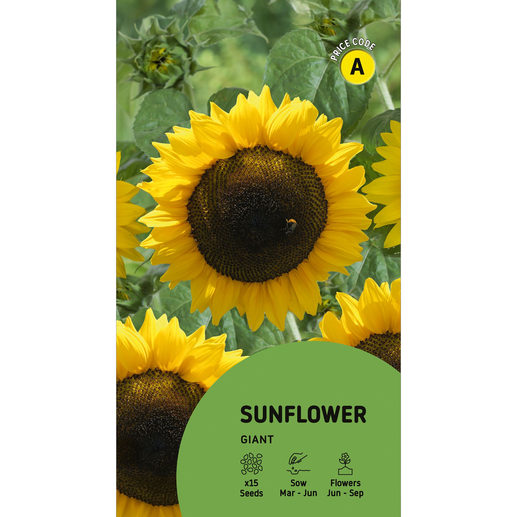 Giant Sunflower Seeds