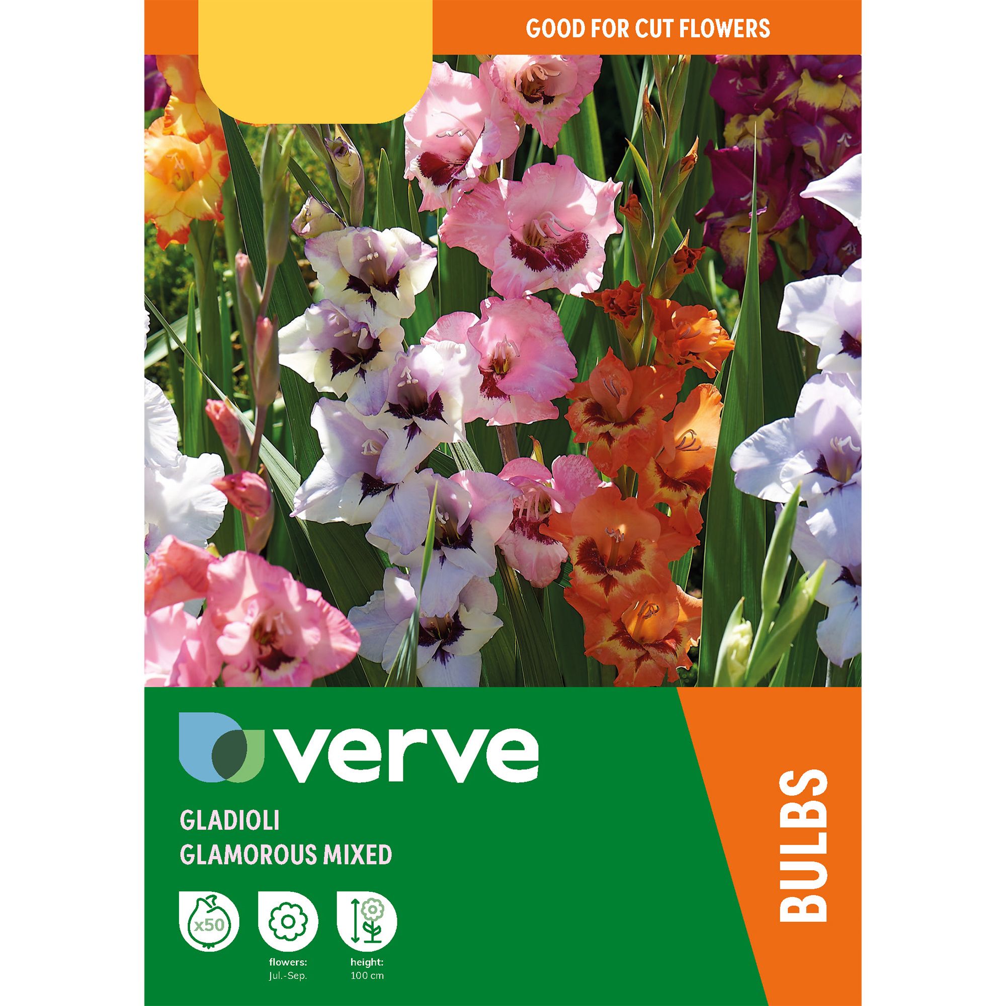Gladiolus Glamorous Mixed Flower bulb, Pack of 50