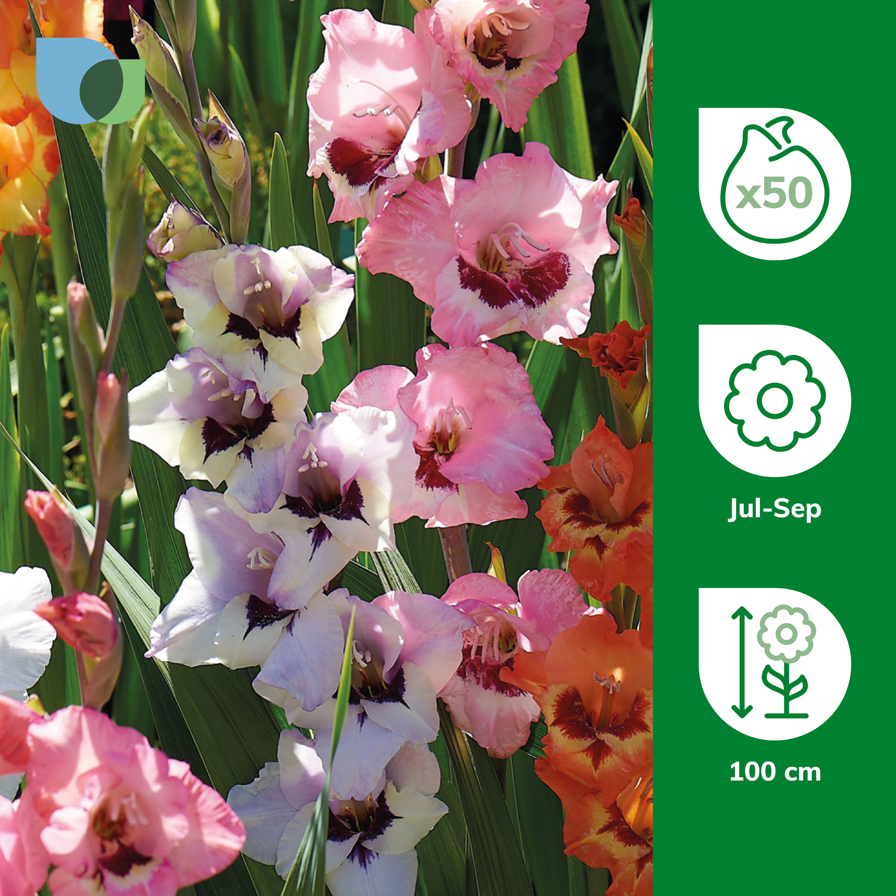 Gladiolus Glamorous Mixed Flower bulb, Pack of 50