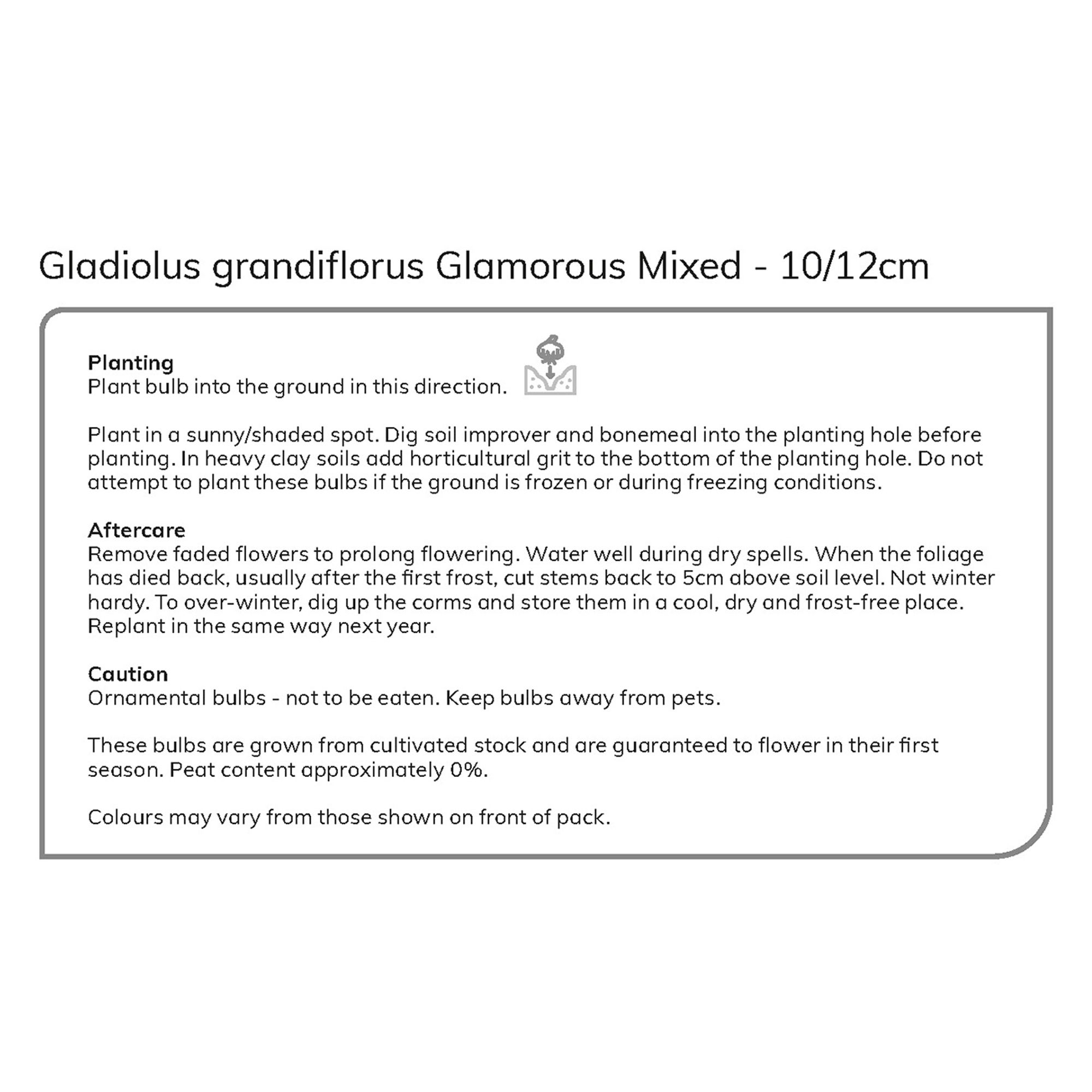 Gladiolus Glamorous Mixed Flower bulb, Pack of 50