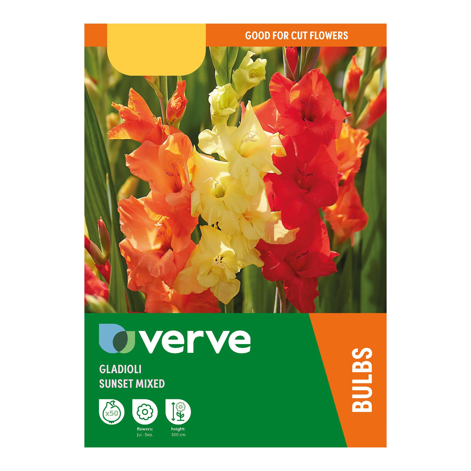 Gladiolus Sunset Mixed Flower bulb, Pack of 50